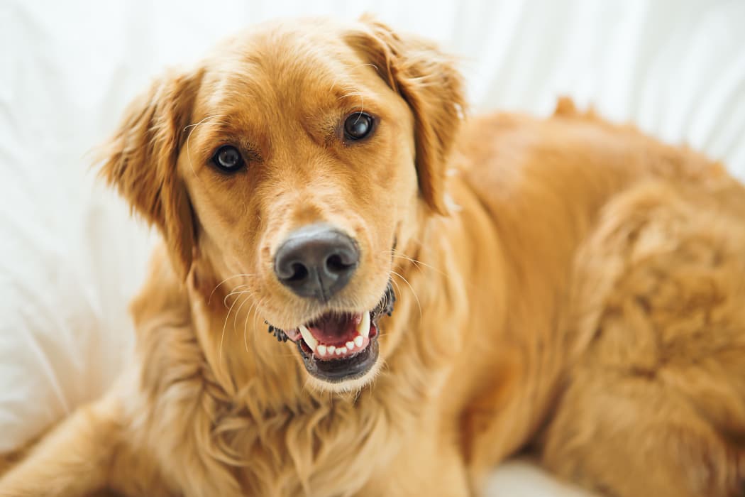 Happy Golden Retriever in Temple, Texas near Portico at Friars Creek Apartments