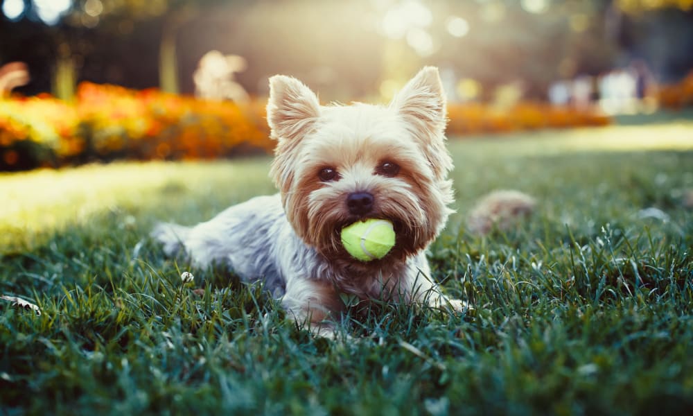 Pet dog playing at Hidden Creek Apartment Homes in Columbus, Ohio