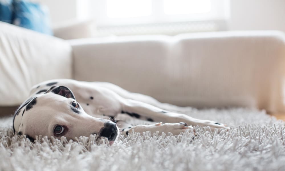 Dalmatian relaxing on a white shag rug in her townhome at The Coast of Naples Florida in Naples, Florida
