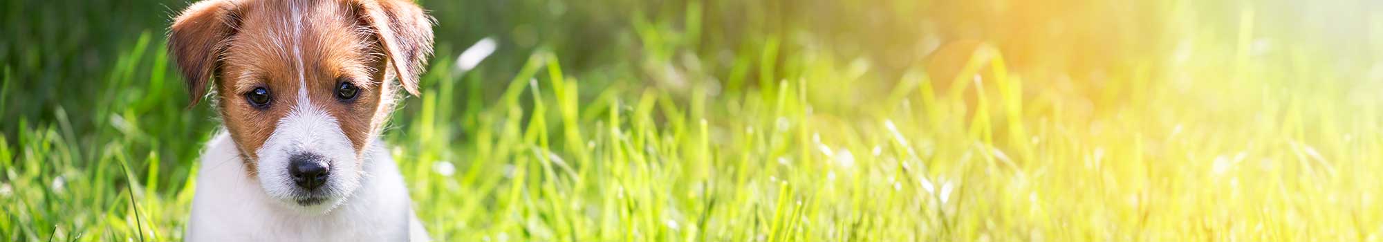 Pet-friendly senior living at Aspired Living of La Grange in La Grange, Illinois