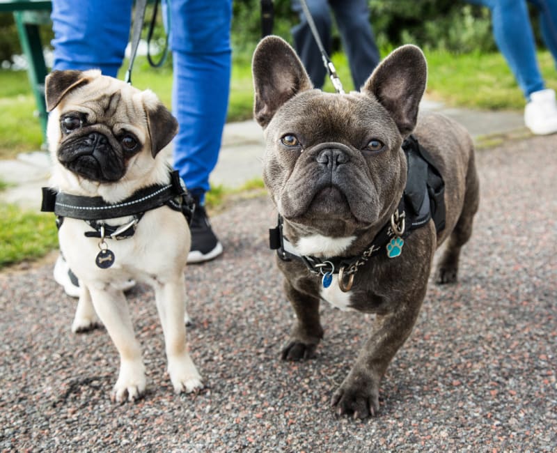 French bulldogs walking with their owners at Ridley Brook Apartments in Folsom, Pennsylvania