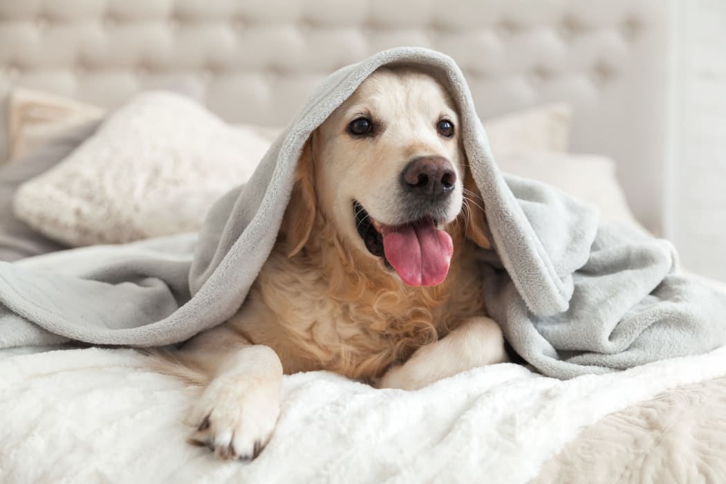 Dog playing under a blanket at Abbotts Run Apartments in Alexandria, Virginia.