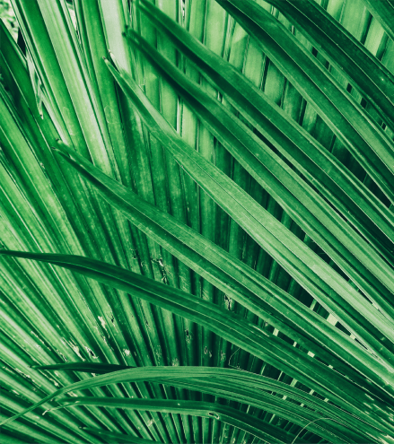 Picture of palm leaves near Ocean Park of Ponte Vedra in Jacksonville Beach, Florida