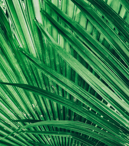 Picture of palm leaves near Hacienda Club in Jacksonville, Florida