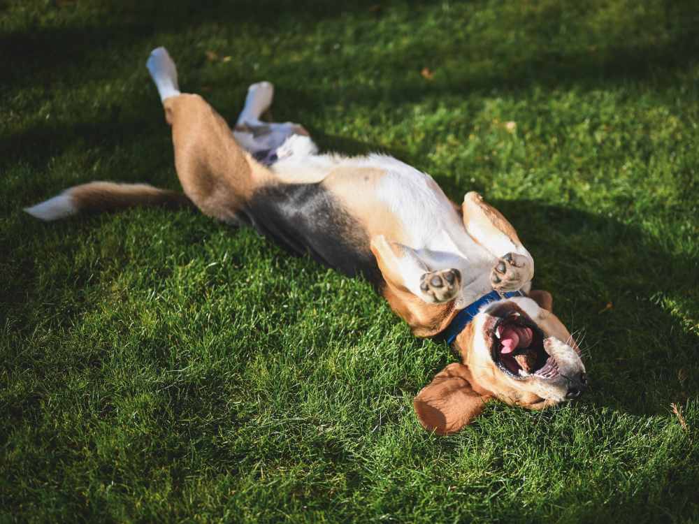 Happy pup playing in the grassy yard at Cottage Street at eTown in Jacksonville, Florida