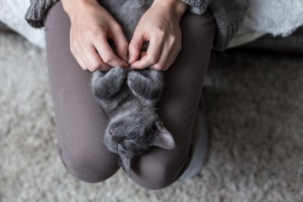 Cat sleeping on their owner's lap at Oaks White Rock in Dallas, Texas