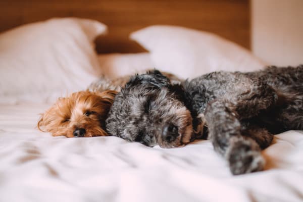 Pet friendly apartments at Greenpointe Apartment Homes