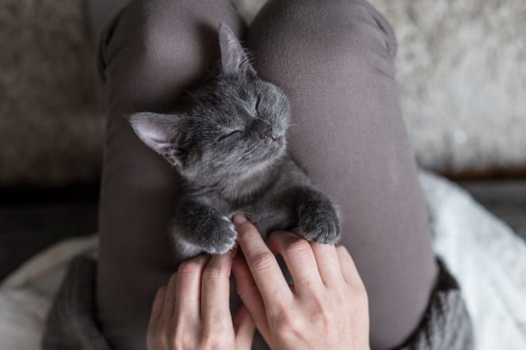 pets are welcome at Attivo Trail
