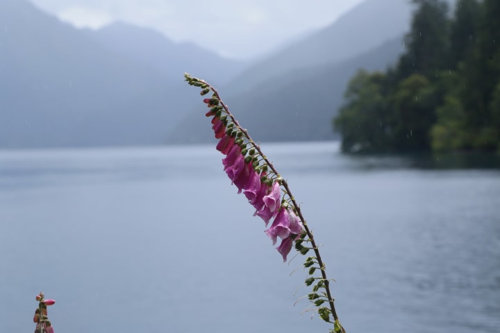 Purple flower bells up close with lake crescent in the background