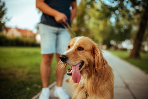 Resident walking his dog at the park near Summerhill Terrace Apartment Homes in San Leandro, California