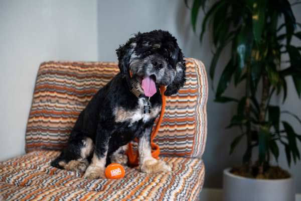Adorable dog at 1801L Apartments in Sacramento, California