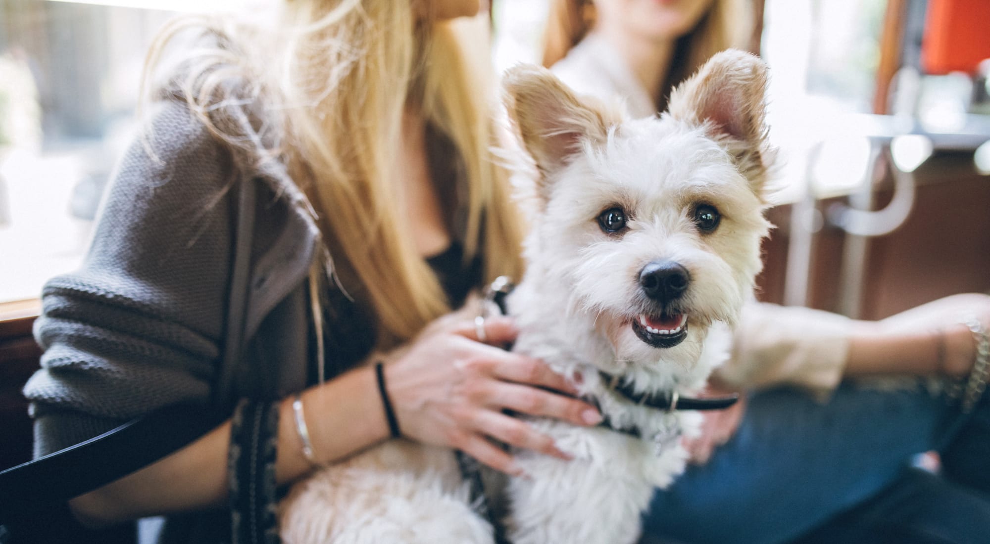 Pet-friendly apartments at The Reserve at Windmill Lakes in Houston, Texas