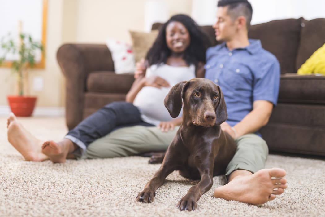 Husband and pregnant wife sitting together with their dog in their home at Palmetto at Tiburon View in Tiburon, California