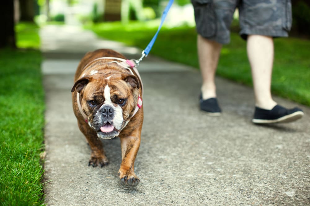 Resident walking his bulldog through the neighborhood at Ascend in Portland, Oregon