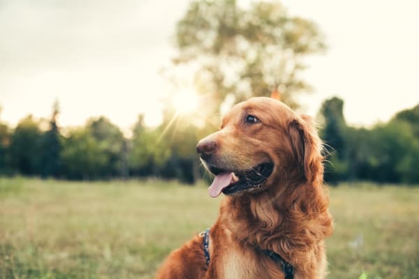 Dog outdoors at 91 Fifty