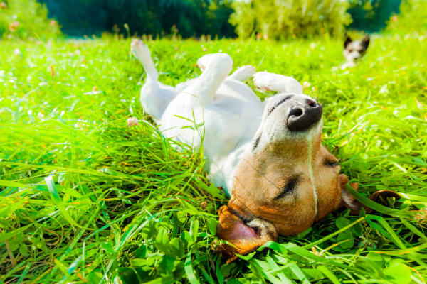 Dog laying on grass at Augusta Meadows in Tomball, Texas