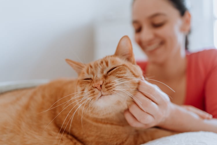 Resident petting her large orange cat in her pet-friendly apartment home at Bull Run Apartments in Miami Lakes, Florida