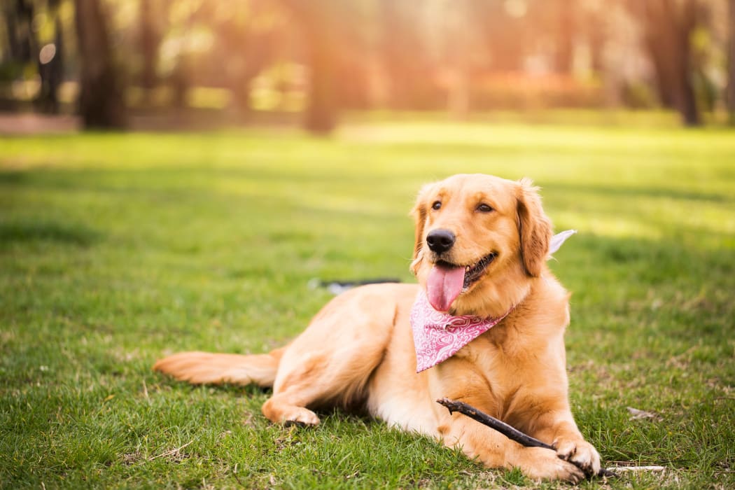 Happy dog resting on the well-maintained lawn outside her new home at The Arbors of Carrollton in Carrollton, Texas