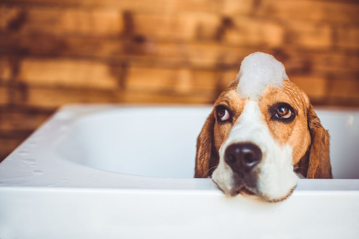 Dog in the bathtub at Montgomery Mill Apartments in Windsor Locks, Connecticut