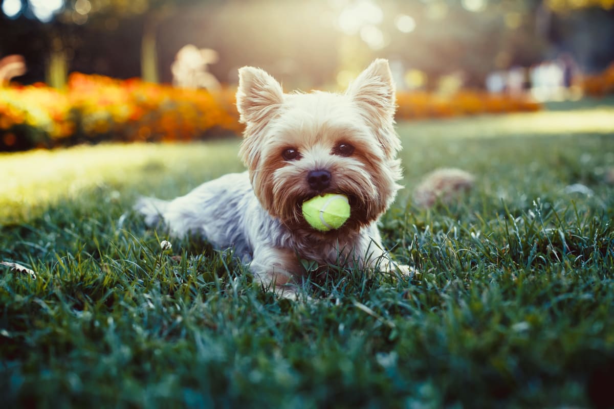Dog with a tennis ball at Veridian Castleton in Indianapolis, Indiana