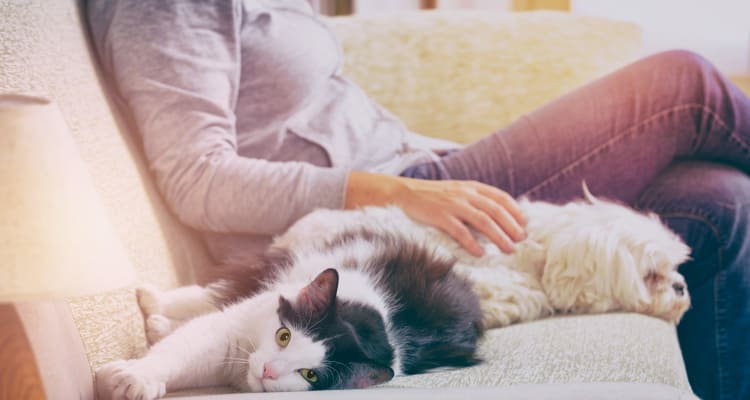 Resident and her pets relaxing in their new home at Meritage at Steiner Ranch in Austin, Texas