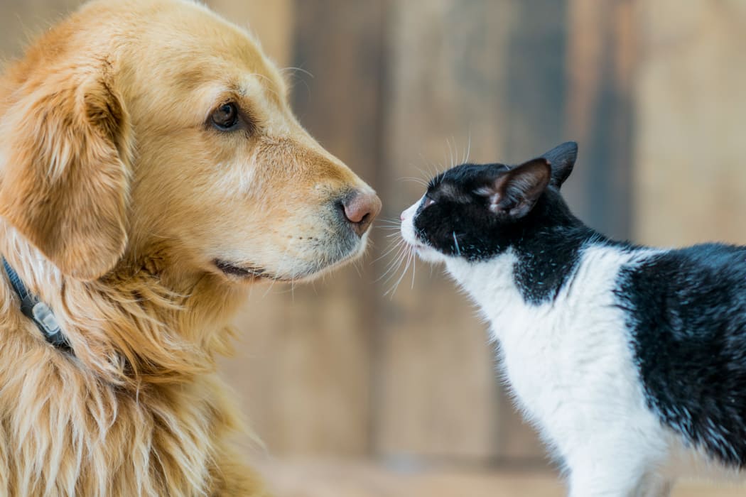 Resident cat and dog in their new home at IMT Townhomes at Magnolia Woods in Sherman Oaks, CA