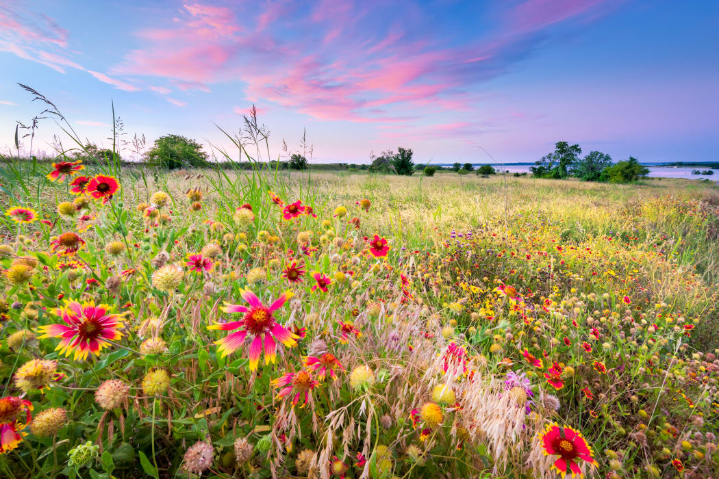 Wildflowers growing near The Arbors of Carrollton in Carrollton, Texas
