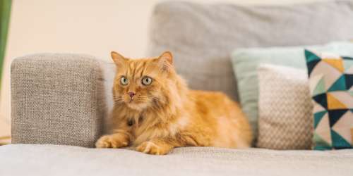 Cat sitting on the couch at Hawk's Landing in Fort Myers, Florida