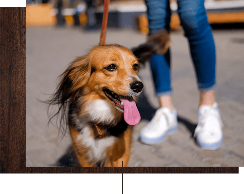 Happy dog with her owner near Waterhouse Place in Beaverton, Oregon