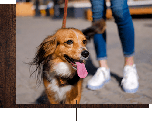 Happy dog with her owner near Park Ridge Apartment Homes in Rohnert Park, California
