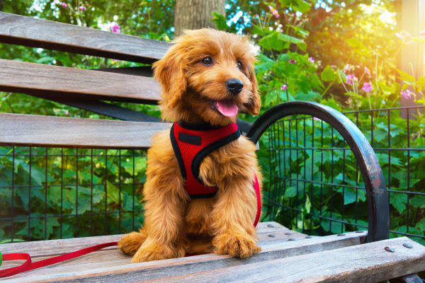 Pet friendly apartments in Houston