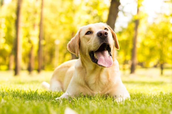 Dog resting in the grass at Widdicombe Place in Etobicoke, Ontario
