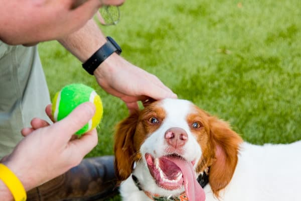 Treatment for your boarded pets at St. Simons Island Animal Hospital