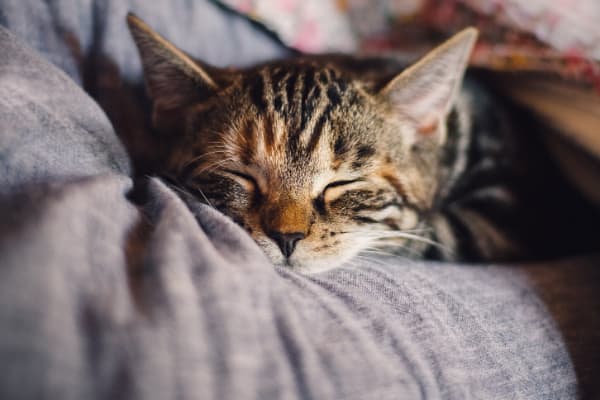 Cat laying on a bed at Oaks Braemar in Edina, Minnesota