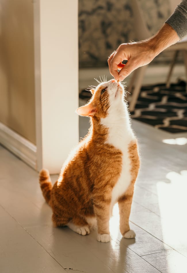 Cat getting a treat at Inscription Channel District in Tampa, Florida