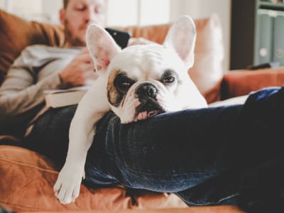Resident relaxing with his French bulldog in their pet-friendly home at Anatole on MacArthur in Oklahoma City, Oklahoma