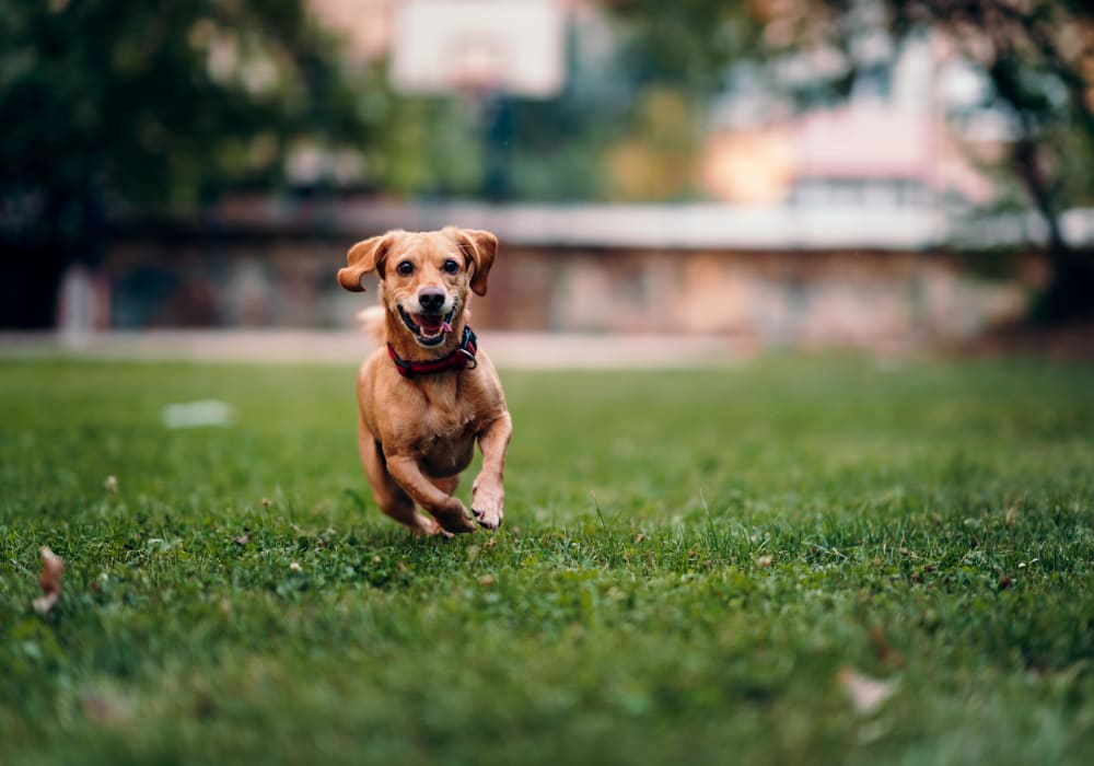 Dog joyfully running through the green grass outside her new home at Rancho Los Feliz in Los Angeles, California