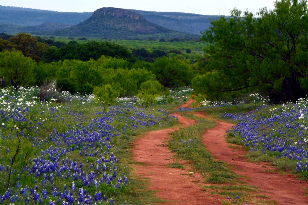 Dirt road among wildflowers in the wilderness near Trails at Buda Ranch in Buda, Texas