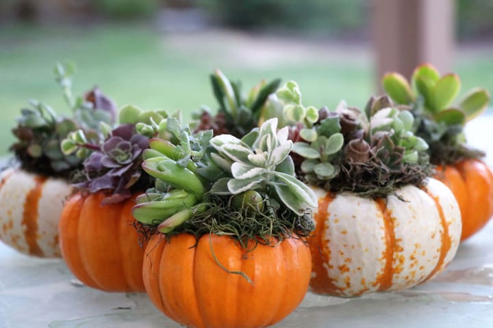succulents in pumpkins
