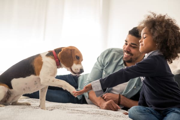 Our apartments in North Hollywood are pet friendly