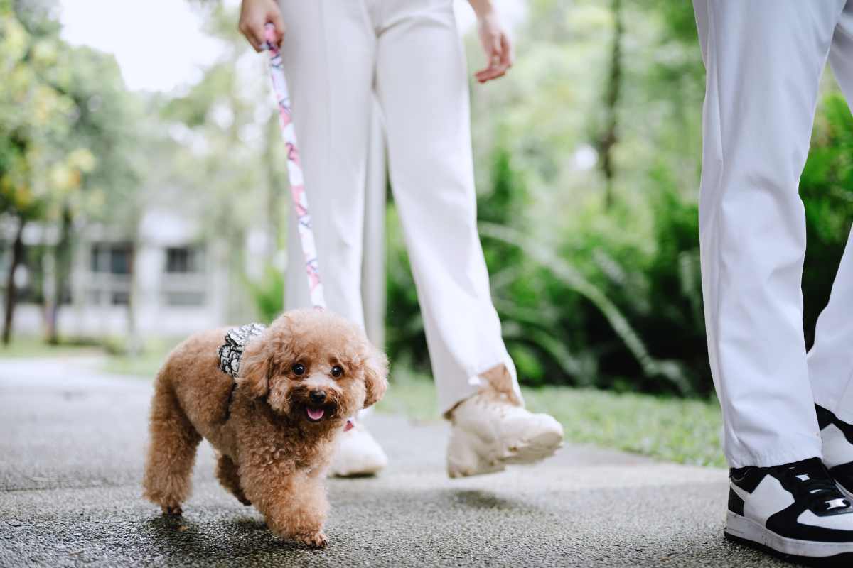  Pet Policy at apartments at Oak & Iron in Walnut Creek, California