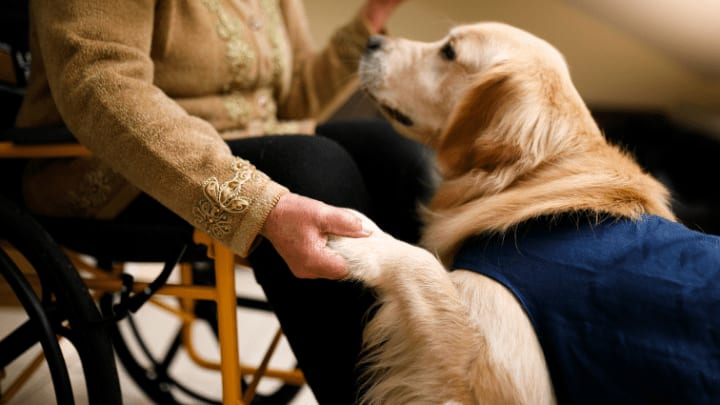 a golden retriever dog holding an elderly man's hands