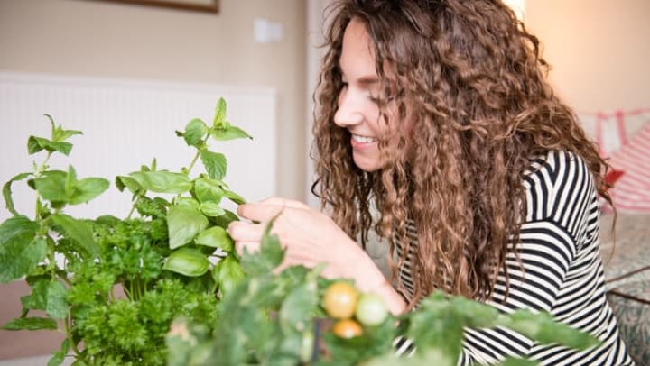 Women picking leaves from her basil plant in her home at The Davis located in Fort Worth, Texas