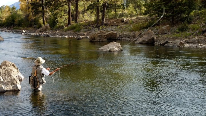 A man flyfishing in a river near a wooded area.