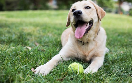 Happy dog with a ball at Main Street Apartments in Rockville, Maryland