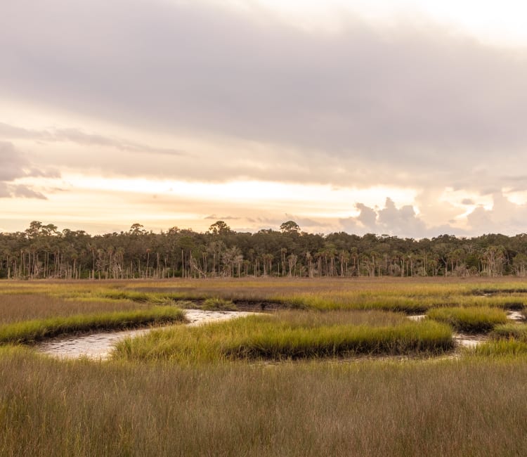Grassland with stream winding through it near Mezza in Jacksonville, Florida