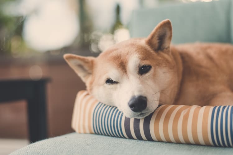 Resident dog loving their new home at Capital Crossing in Suitland, Maryland