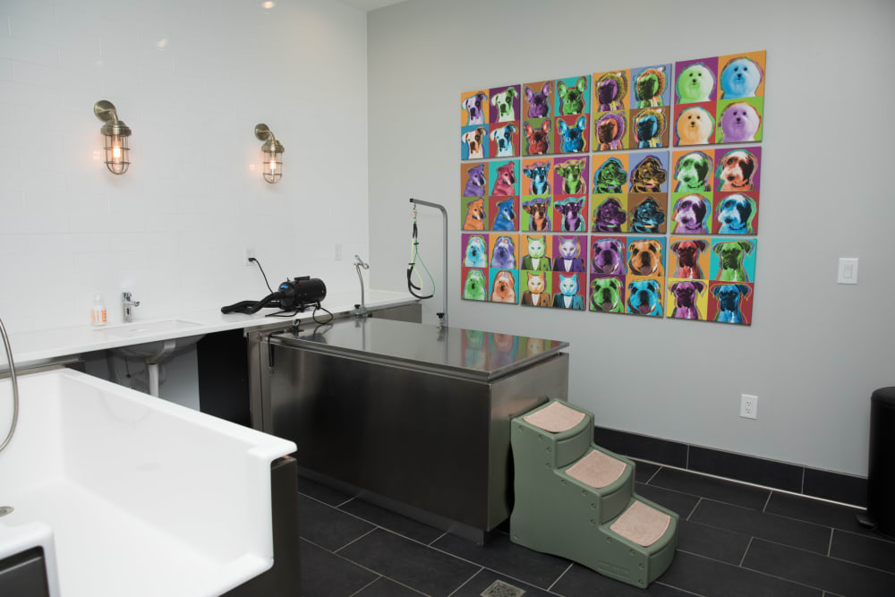 Amazing pet spa at YOO on the Park in Atlanta, Georgia