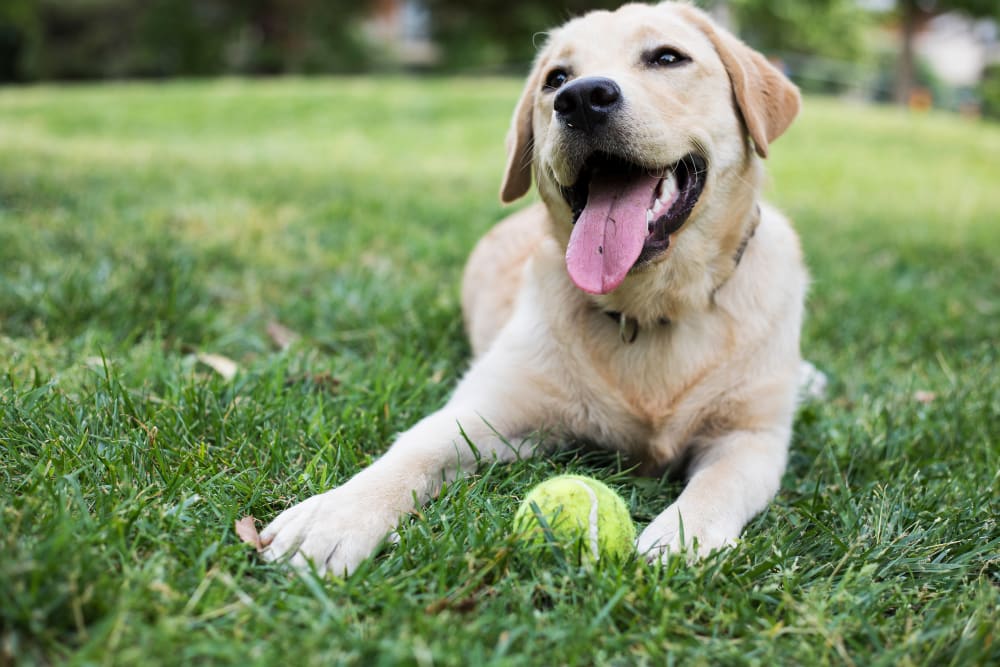 A dog laying on the grass with a tennis ball at Cottage Grove Apartments in Newport News, Virginia