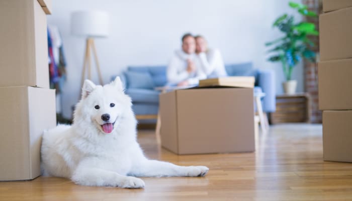A family and their dog taking a break moving boxes to Emerald Heated Self Storage in Puyallup, Washington.